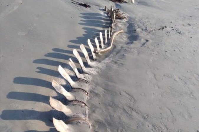 Biólogos identificaram o esqueleto como sendo, possivelmente, de uma baleia-de-bryde que encalhou e morreu na praia há mais de uma década