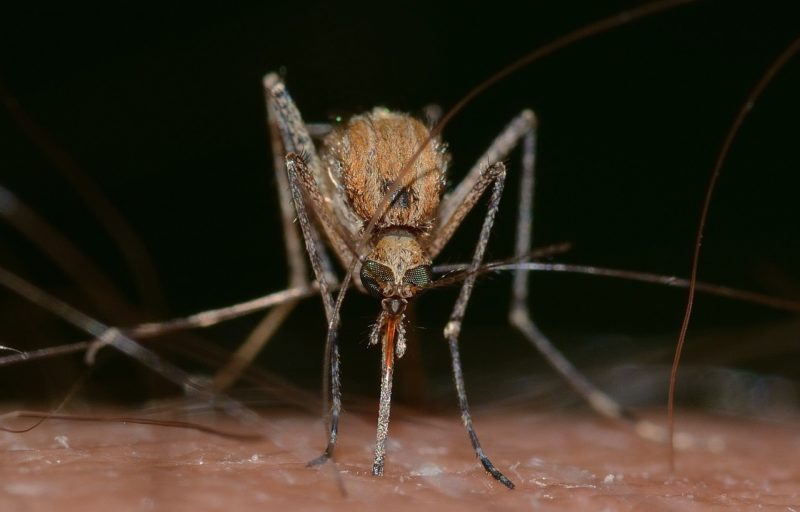 O vírus do Nilo Ocidental é transmitido por meio da picada de mosquitos infectados, principalmente os do gênero Culex