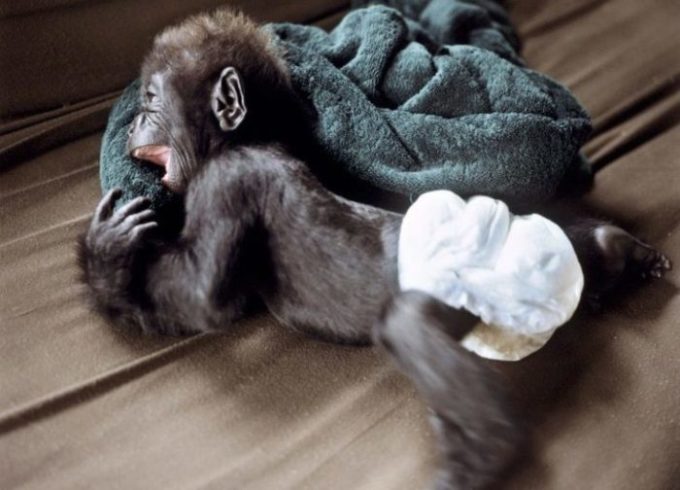 (Arquivo) Um bebê gorila que sobreviveu à caça furtiva descansa no verão de 2003 no centro de proteção de gorilas órfãos de Lesio Louna, no Congo