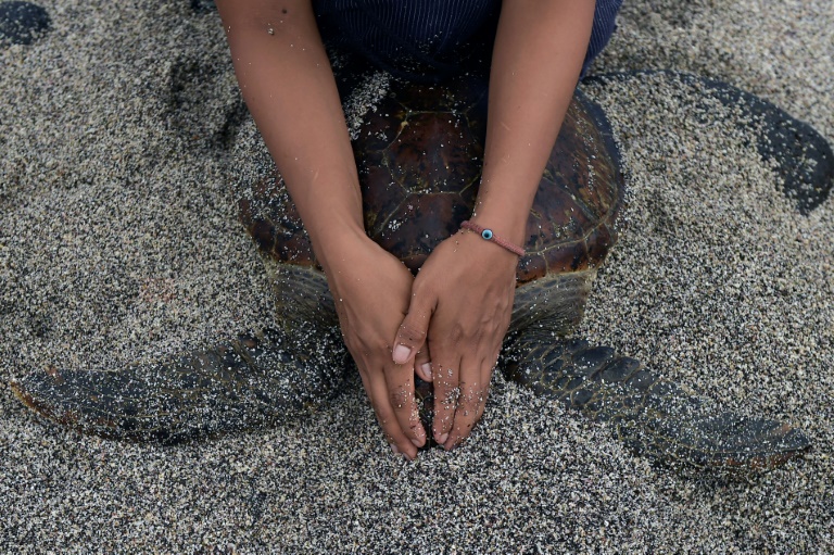 Monitoramento de tartarugas em Ilhas de Galápagos, no Oceano Pacífico