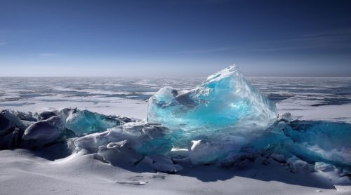 Animal microscópico volta à vida após 24 mil anos congelado na Sibéria