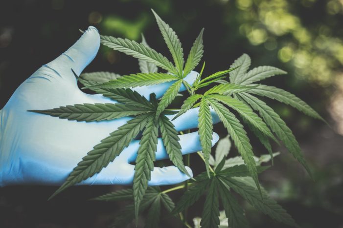 Pouco se sabe sobre a domesticação da Cannabis porque é difícil obter a ampla gama de diferentes cepas de todo o mundo necessárias para estudos genéticos