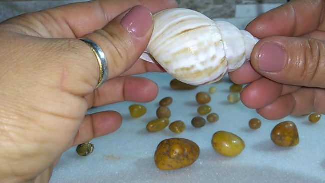 A joia, uma Melo laranja, é extremamente rara e só pode ser encontrada nos mares asiáticos
