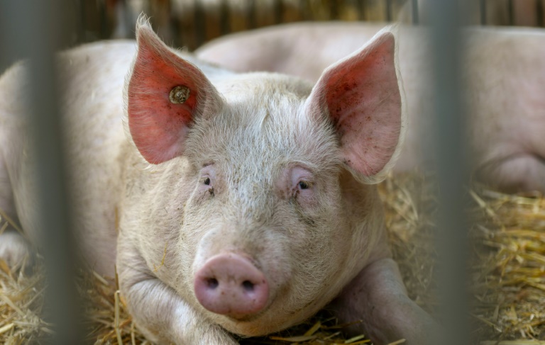 Criação de porcos na Alemanha