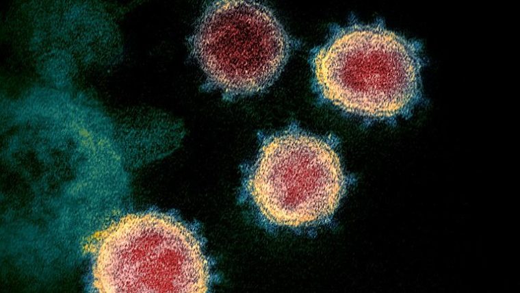 Cheio de pequenos mistérios, o coronavírus é um desafio para a comunidade científica