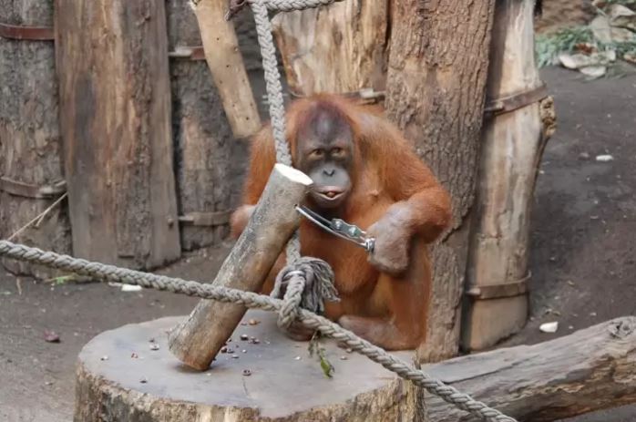 Acontece que orangotangos são a segunda espécie com mais habilidades para uso de ferramentas no mundo dos grandes primatas.