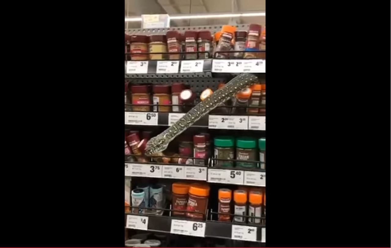 Uma cobra píton de três metros surpreendeu os clientes de um supermercado na Austrália. O réptil foi filmado no meio de uma prateleira