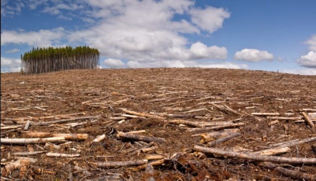 De acordo com o IPCC, a Amazônia terá papel essencial na remoção do carbono da atmosfera, mas derrubada de árvores já é a maior fonte emissora de gases