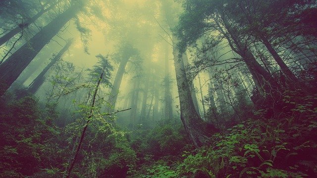 Os pesquisadores de Princeton descobriram que muitos modelos climáticos não levam em consideração as nuvens produzidas pelas áreas florestais