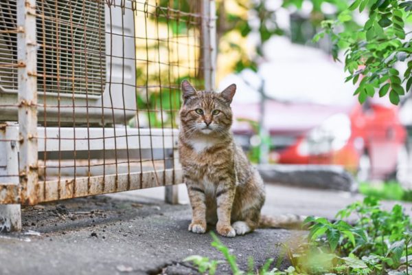 Os gatos vivem no local antes mesmo dos moradores, mas recentente a administração do condomínio começou a multar aqueles que cuidavam dos animais