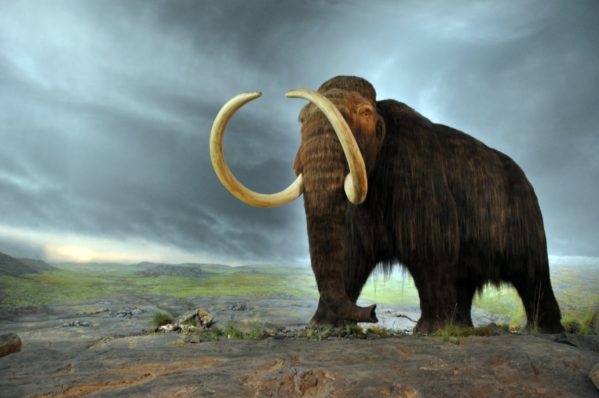 De acordo com a pesquisa, que foi capa do volume 373 da Science, o mamute aventureiro morreu aos 28 anos de idade por conta da fome. Contudo, suas presas (o marfim) guardaram informações importantes sobre todos os locais percorridos pelo paquiderme ao longo de sua vida.
