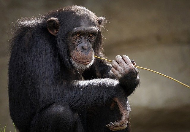 A mulher deprimida teria visitado o chimpanzé, chamado Chita, semanalmente durante quatro anos, no que ela descreveu como um "relacionamento" real.