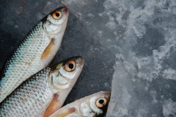 Embora a rabdomiólise seja associada à ingestão de peixes, médicos ainda evitam restringir seu consumo devido à falta de provas científicas