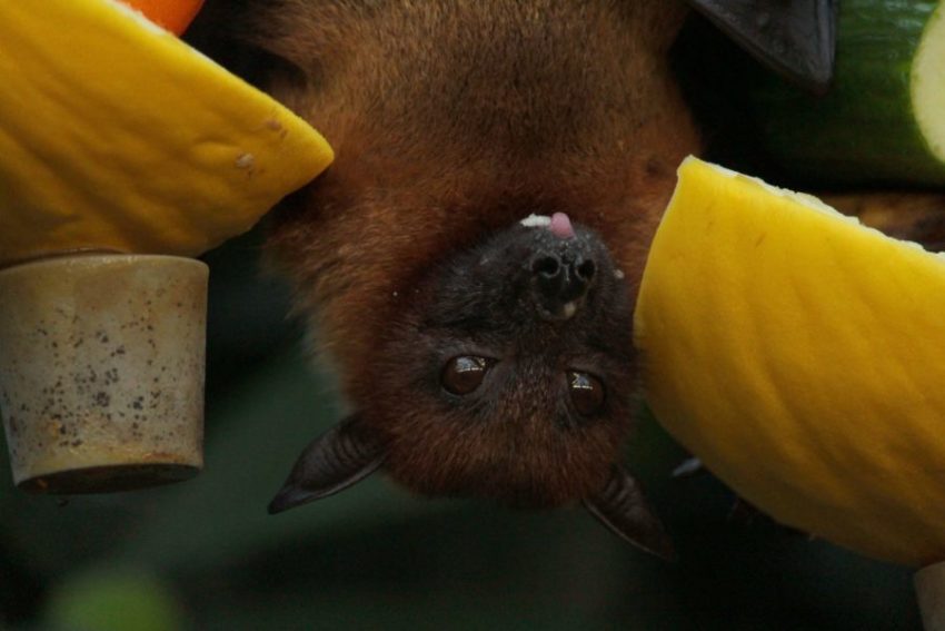 Diferente de organismos humanos, as células do morcego conseguem detectar a infecção pelo coronavírus