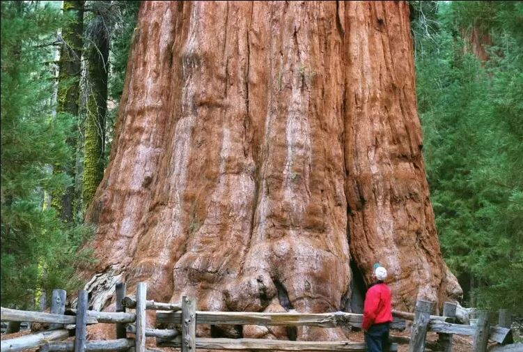 Estimada em 2.000 ou 3.000 anos de idade, a árvore cresce na Floresta Gigante do Parque Nacional de Sequoia, na Califórnia.