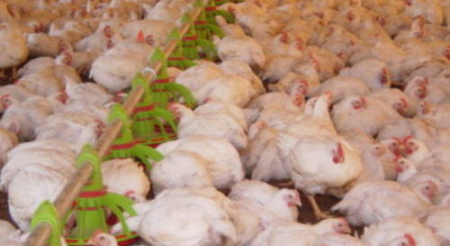 Ministro francês disse que o frango brasileiro é mais prejudicial à saúde