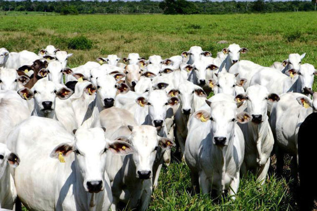 A confirmação desencadeou a suspensão temporária de exportações de carne bovina para a China a partir desta data