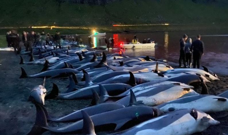 Legalmente, as comunidades locais das Ilhas Faroé podem receber autorizações do Estado para caçarem bandos de golfinhos quando há um avistamento.