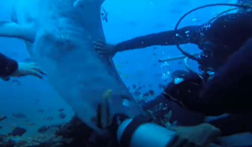 Imagens chocantes mostram o momento em que um tubarão-tigre morde a cabeça de um mergulhador. O caso ocorreu nas Ilhas Fiji.