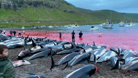 Golfinhos mortos na Dinamarca