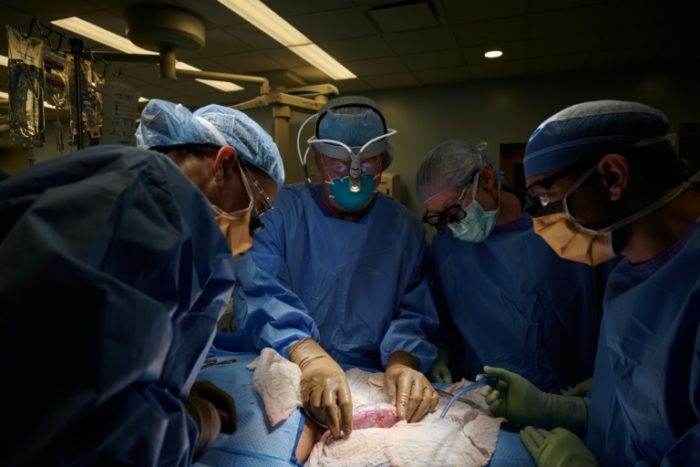 Uma equipe de cirurgiões do NYU Langone Hospital examina um rim de porco transplantado em um ser humano em 25 de setembro de 2021