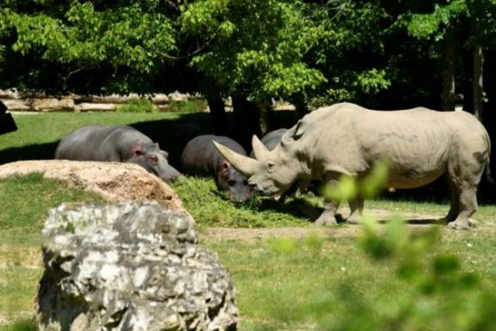 Toby, o rinoceronte-branco mais velho do mundo, em 13 de junho de 2019