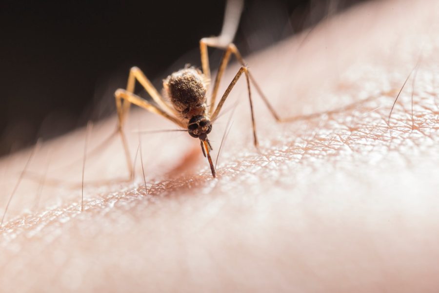 Autoridades de saúde dos EUA revelam a presença de mosquitos infectados pelo vírus da encefalomielite equina oriental, doença considerada rara e perigosa.