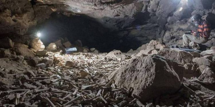 Uma enorme pilha de ossos de animais, provavelmente acumulada por hienas nos últimos 7.000 mil anos, foi descoberta na Arábia Saudita.