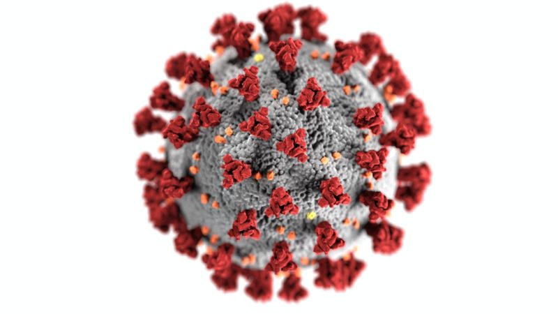 Segundo os pesquisadores, o anticorpo bloqueia proteínas de pico (que dão ao vírus sua forma de 'coroa') e, assim, evita a infecção de células pulmonares