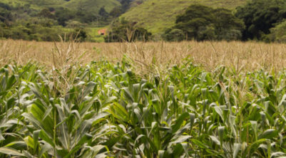 De janeiro a julho, dos 23,8 milhões de toneladas de fertilizantes entregues aos agricultores, 20 milhões de toneladas foram de produtos importados