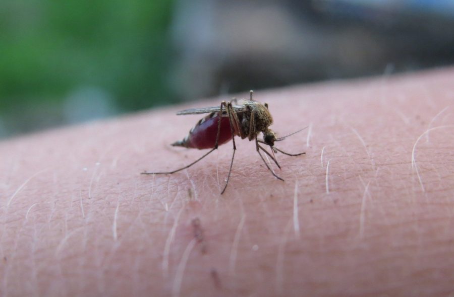 A malária é passada a partir do vetor, a fêmea do mosquito prego (Anopheles), infectado por pelo protozoário Plasmodium