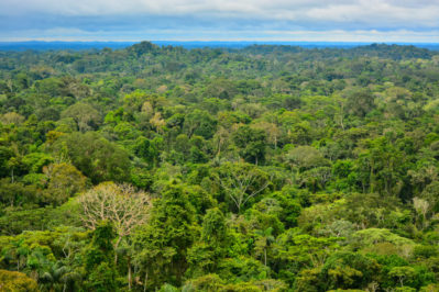 A Amazônia está em "alerta vermelho" e apenas ações concretas evitarão que a floresta atinja um ponto catastrófico sem retorno nos próximos anos