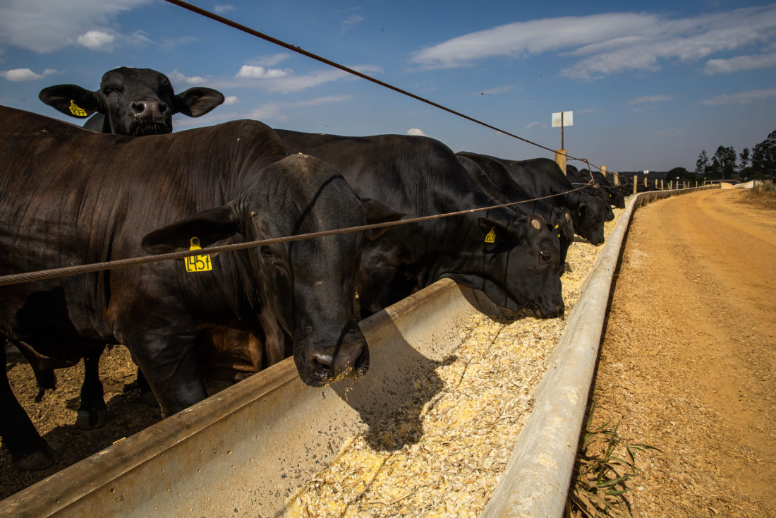 Criação de gado no Brasil