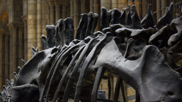 O pedaço de osso, possivelmente do fêmur de um titanossauro, foi retirado na terça-feira (9) 9, e levado para o Museu Paleontológico de Marília para estudos