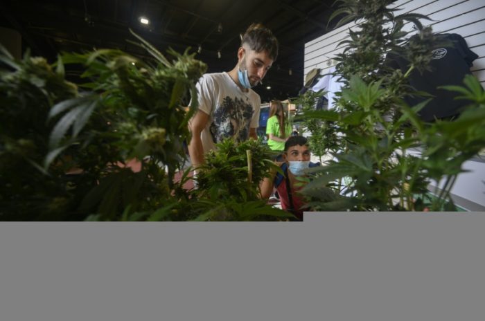 ExpoCannabis 2021, feira da crescente indústria de cannabis no Uruguai