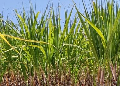 Desenvolvidas no Brasil, as variedades de cana conhecidas como Flex (I e II) trazem uma valiosa contribuição para a fabricação de etanol com maior rendimento energético