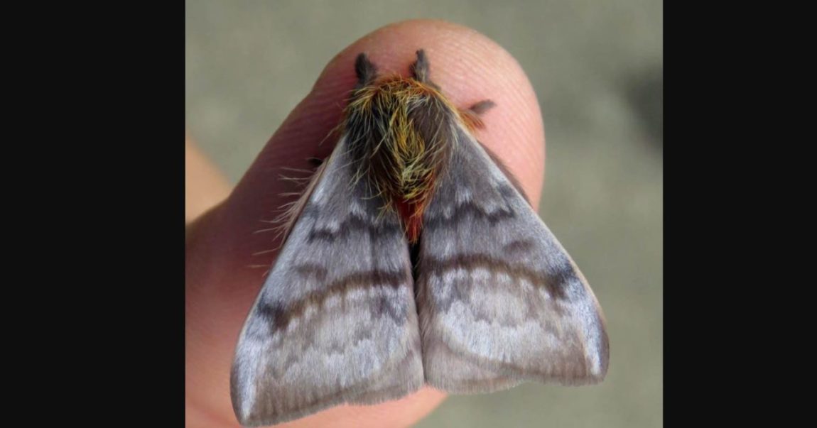 A mariposa Hylesia se reproduz nesta época do ano e é comum causar surtos de coceira
