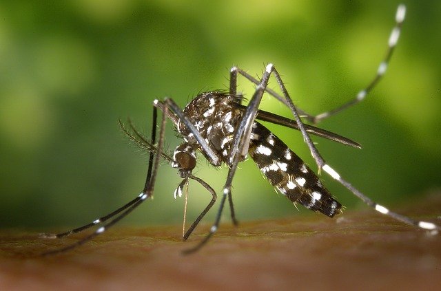 chikungunya epidemia