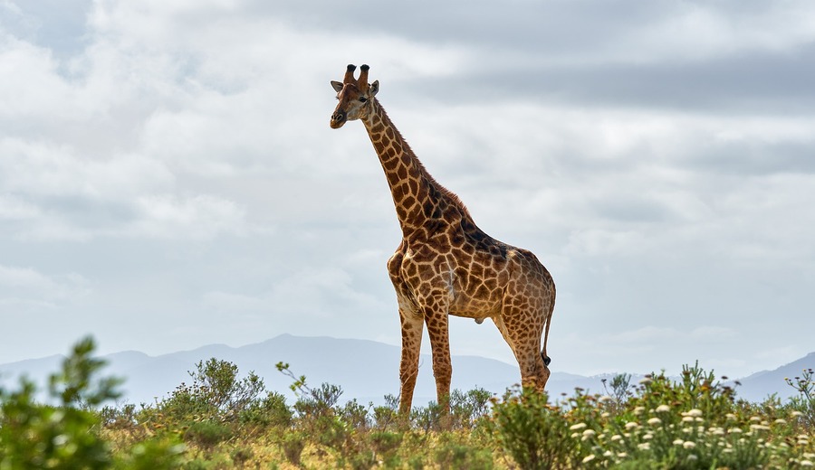 Existem cerca de 177 mil girafas no continente, um crescimento de 20% em comparação a 2015.