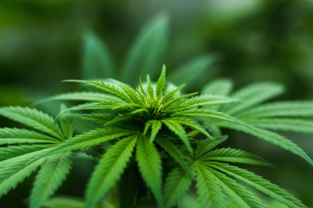 Estudos da Universidade de Oregon com a cannabis não foram feitos em humanos