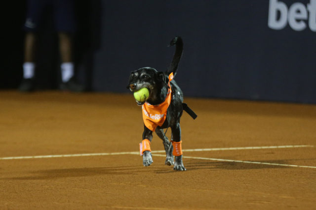 Cãodulas chamam atenção sobre adoção de animais em torneio de Tênis