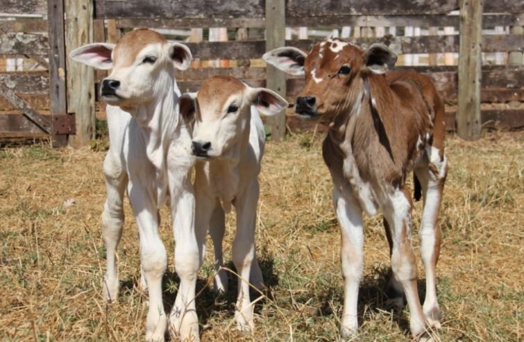 Os responsáveis, da empresa Mashia Agropecuária, foram multados em R$ 906 mil e responderão a inquérito por crime de maus-tratos