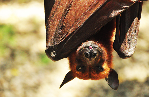 Os morcegos podem transmitir raiva em mordidas, arranhões e lambidas