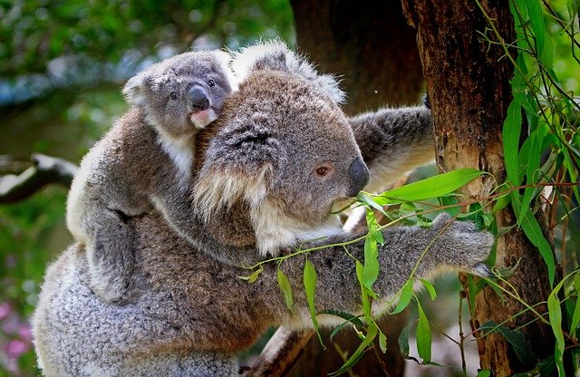 Incêndios florestais de 2019-20 mataram cinco mil coalas. Acredita-se que há, atualmente, apenas cerca de 50 mil coalas marsupiais.