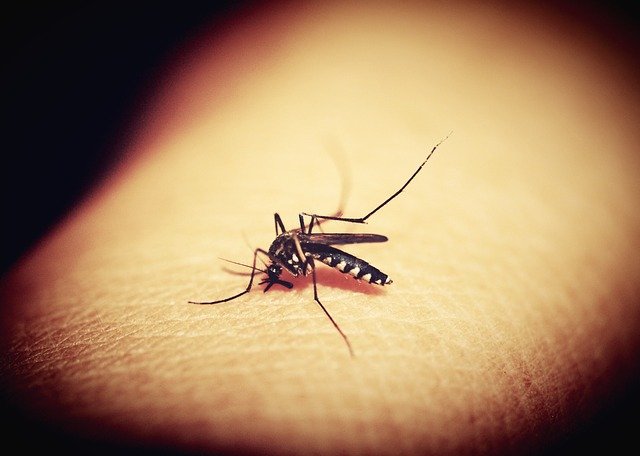 O estudo pode ajudar a explicar como é que os mosquitos encontram hospedeiros humanos, já que a pele humana emite uma cor vermelho-alaranjado
