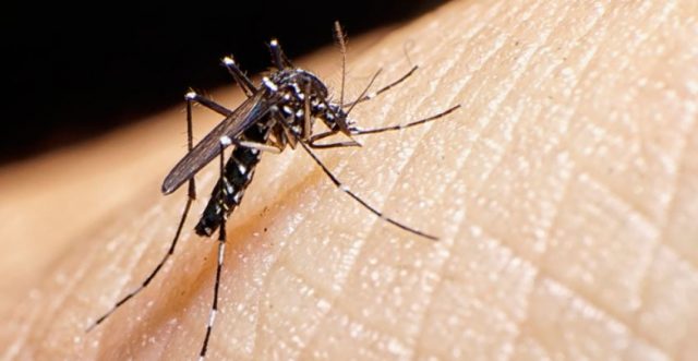 Dengue, influenza ou Covid? Saiba diferenciar os sintomas e tratamentos  