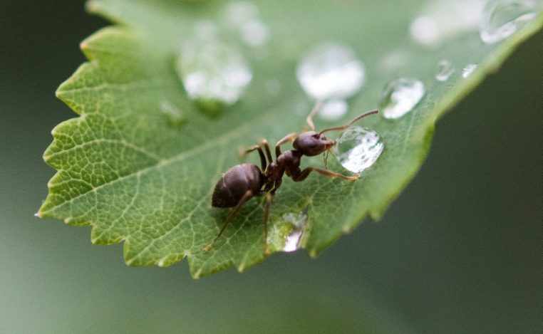 Formigas podem detectar células cancerosas pelo olfato