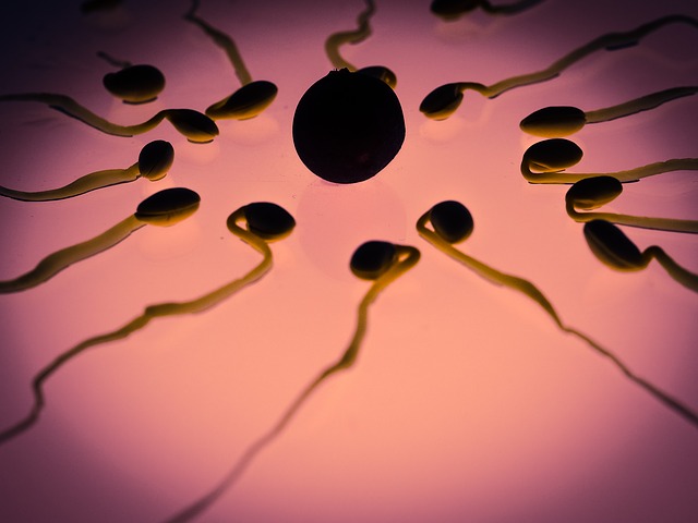 Nos homens, o órgão reprodutor cria milhões de novos espermatozoides todos os dias, as mulheres nascem com todos os óvulos de uma só vez.