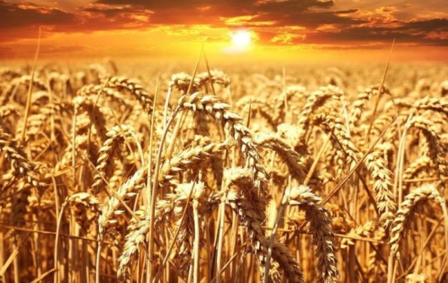 Brasileiro vai sentir impacto do preço do trigo no final deste mês, quando novas safras forem importadas