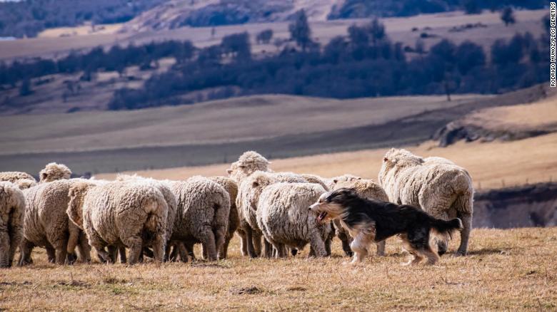 Estudo aponta que raça rara na Patagônia é parente mais próximo de cães  pastores originais